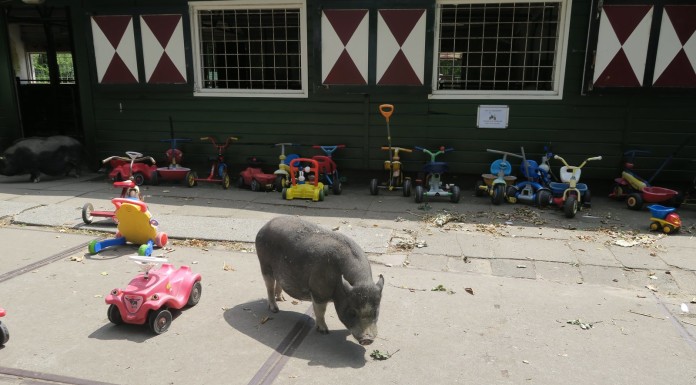 Amsterdam with kids - Kinderboederij de Werf - Kids petting zoo, bikes and a pig
