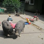 Kinderboerderij De Werf Kids Petting Zoo pigs