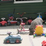 Kinderboerderij De Werf Kids Petting Zoo pigs and bikes 2