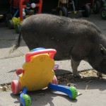 Kinderboerderji De Werf Kids Petting Zoo bikes and pigs 7